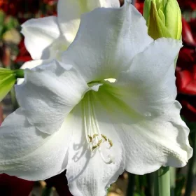 Amaryllis Fehér / Hippeastrum 24/26