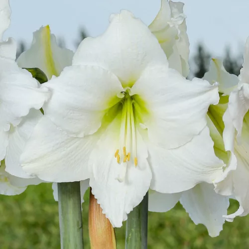Amaryllis Fehér / Hippeastrum 24/26