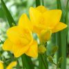 Freesia Single Yellow / Frézia egyszerű virágú sárga 10 db