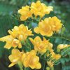 Freesia Single Yellow / Frézia egyszerű virágú sárga 10 db