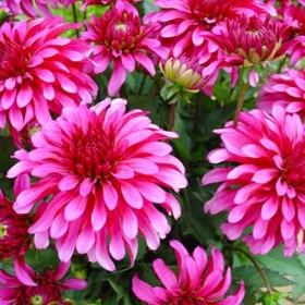 Dahlia Gallery Art Nouveau / Dália