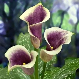 Zantedeschia Picasso / Kála