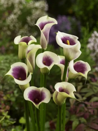 Zantedeschia Picasso / Kála