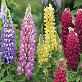 Lupinus mixed / Csillagfürt színkeverék