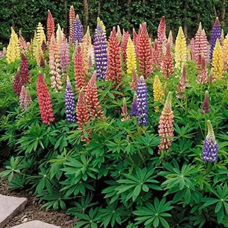 Lupinus mixed / Csillagfürt színkeverék