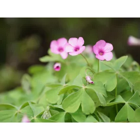 Oxalis deppei / Madársóska Négylevelű lóhere