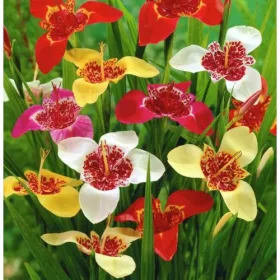Tigridia pavonia mixed / Pávaliliom színkeverék