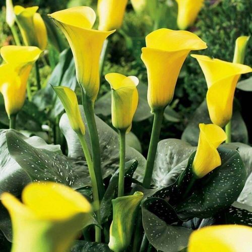 Zantedeschia yellow / Kála sárga