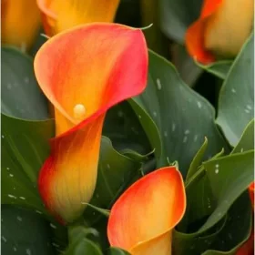Zantedeschia Orange / Kála narancs