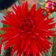 Dahlia Border Red Pigmy / Dália