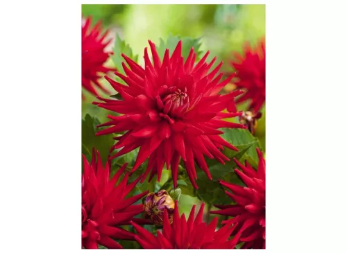 Dahlia Border Red Pigmy / Dália