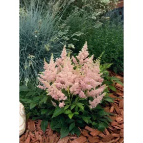 Kerti Rózsaszín Tollbuga -  'ASTILBE'