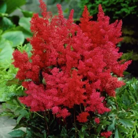 Kerti Piros Tollbuga -  