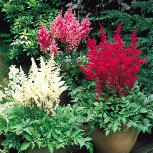 Kerti Piros Tollbuga -  