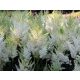 Kerti Fehér Tollbuga -  'ASTILBE'