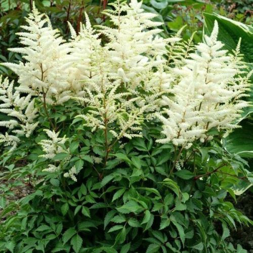 Kerti Fehér Tollbuga -  'ASTILBE'
