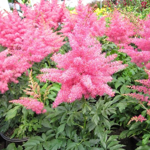 Kerti Rózsaszín Tollbuga -  'ASTILBE'