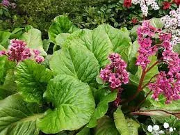 Bőrlevél - Bergenia cordifolia