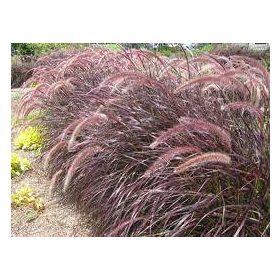   Bordó levelű Tollborzfű - Pennisetum setaceum 'Rubrum'