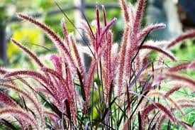 Bordó levelű Tollborzfű - Pennisetum setaceum 'Rubrum'