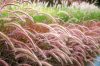 Bordó levelű Tollborzfű - Pennisetum setaceum 'Rubrum'