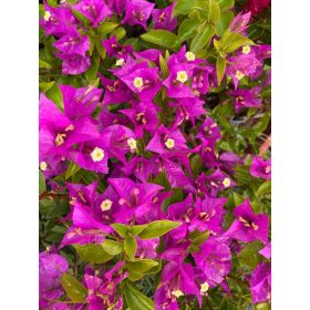 Murvafürt - BOUGAINVILLEA 'SABINA'
