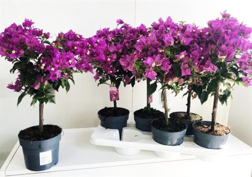 Murvafürt - BOUGAINVILLEA 'SABINA'