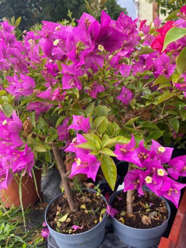 Murvafürt - BOUGAINVILLEA 'SABINA'