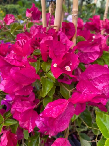 MURVAFÜRT - BOUGAINVILLEA 'Blooming dreams'