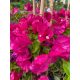MURVAFÜRT - BOUGAINVILLEA 'Blooming dreams'