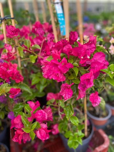 MURVAFÜRT - BOUGAINVILLEA 'Blooming dreams'