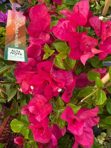 MURVAFÜRT - BOUGAINVILLEA 'Blooming dreams'