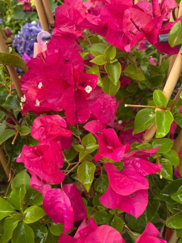 MURVAFÜRT - BOUGAINVILLEA 'Blooming dreams'