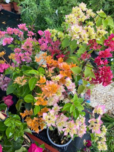 MURVAFÜRT - BOUGAINVILLEA 'Dobrada'