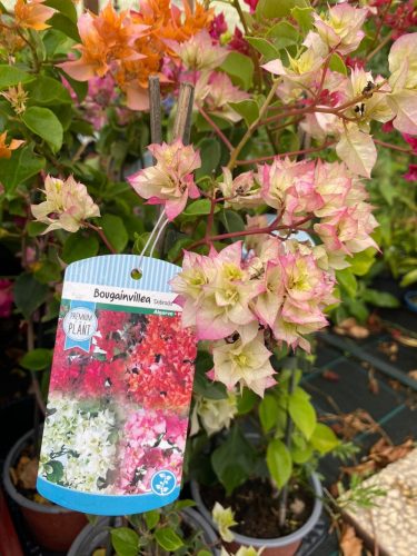 MURVAFÜRT - BOUGAINVILLEA 'Dobrada'