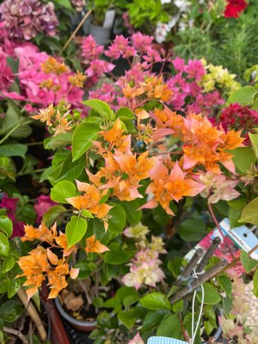 MURVAFÜRT - BOUGAINVILLEA 'Dobrada'