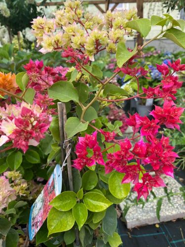 MURVAFÜRT - BOUGAINVILLEA 'Dobrada'