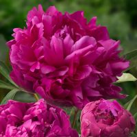 Illatos bazsarózsák