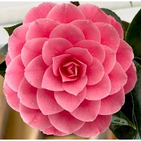 Camelliák
