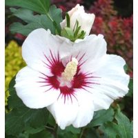 Kerti Mályvacserjék