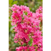 Kínai selyemmirtusz