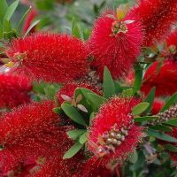 Virágzó mediterrán növények