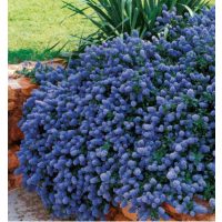 Kaliforniai orgona / Táskavirág