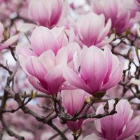 Magnolia / Liliomfa