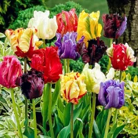 Tulipánok