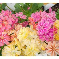 Lewisia / Dohánygyökér