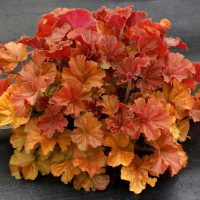 Tűzeső - Heuchera