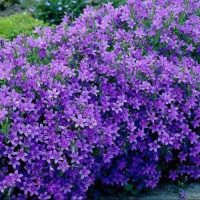 Talajtakaró évelők