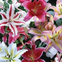 Liliomok