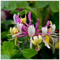 Kúszó / futó növények